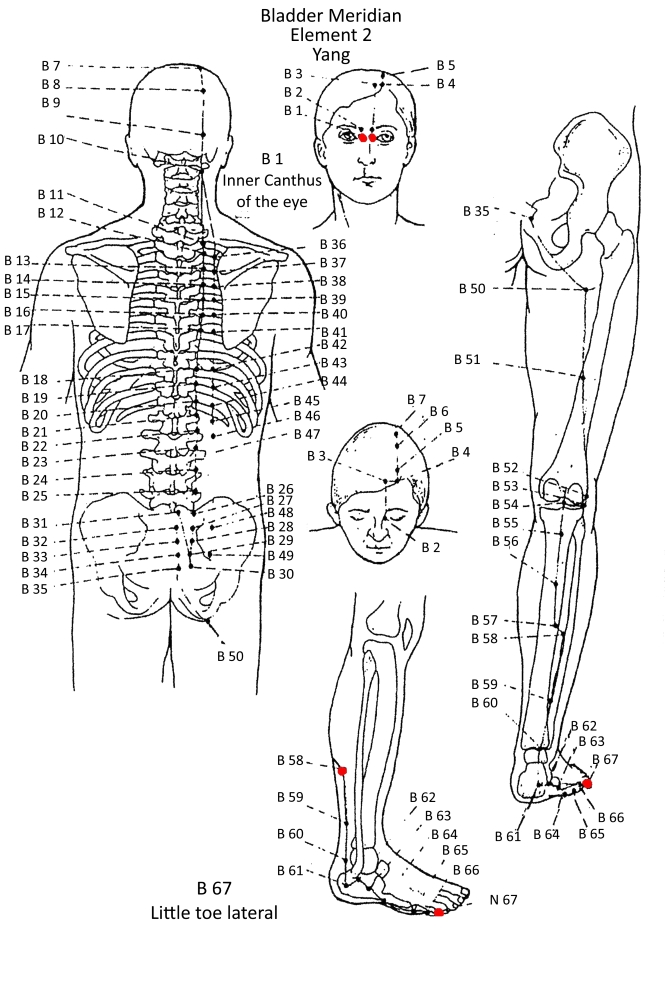 2A Bladder Meridian