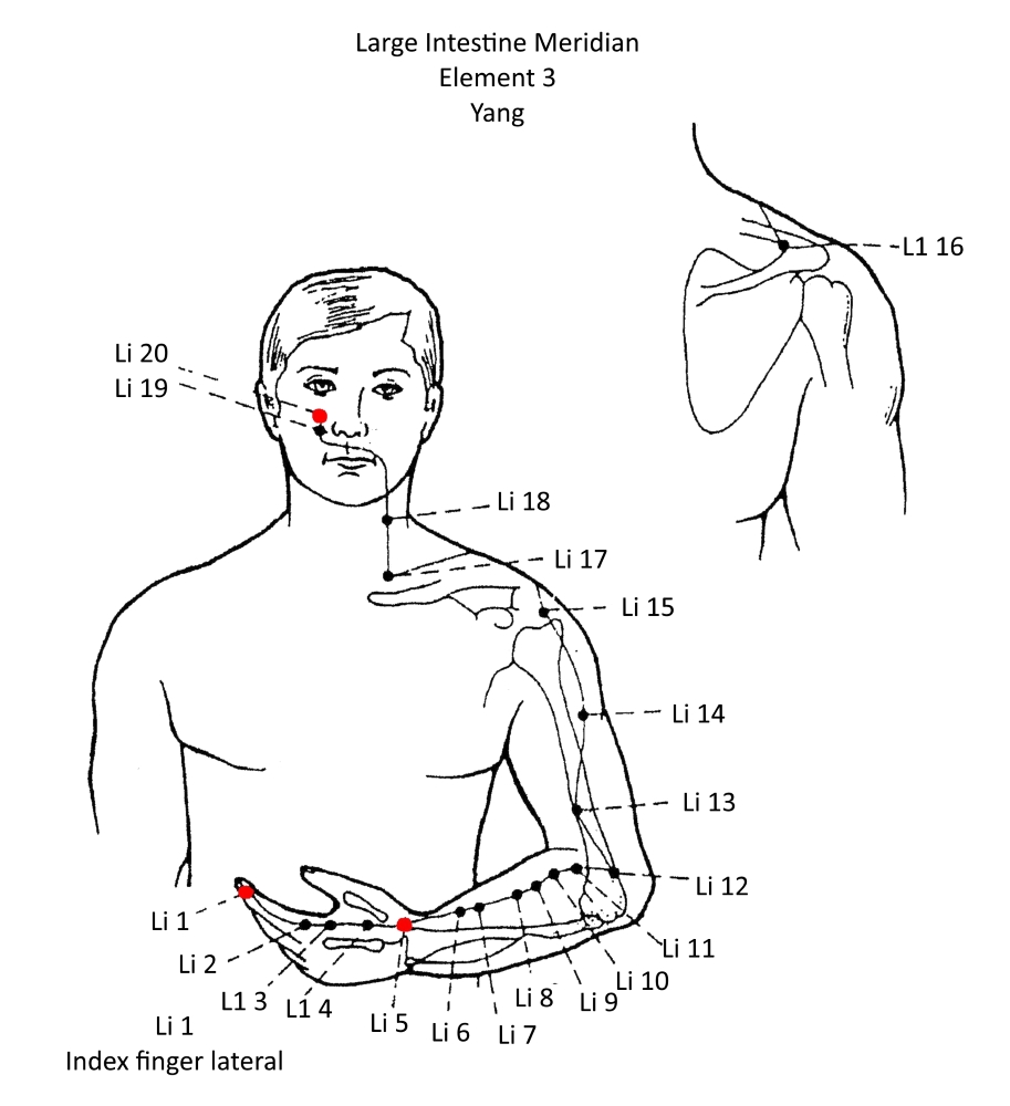 3A Large Intestine Meridian