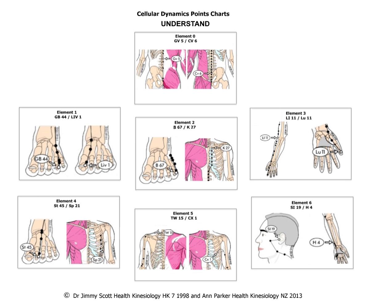 Cellular Dynamic Points: Understand
