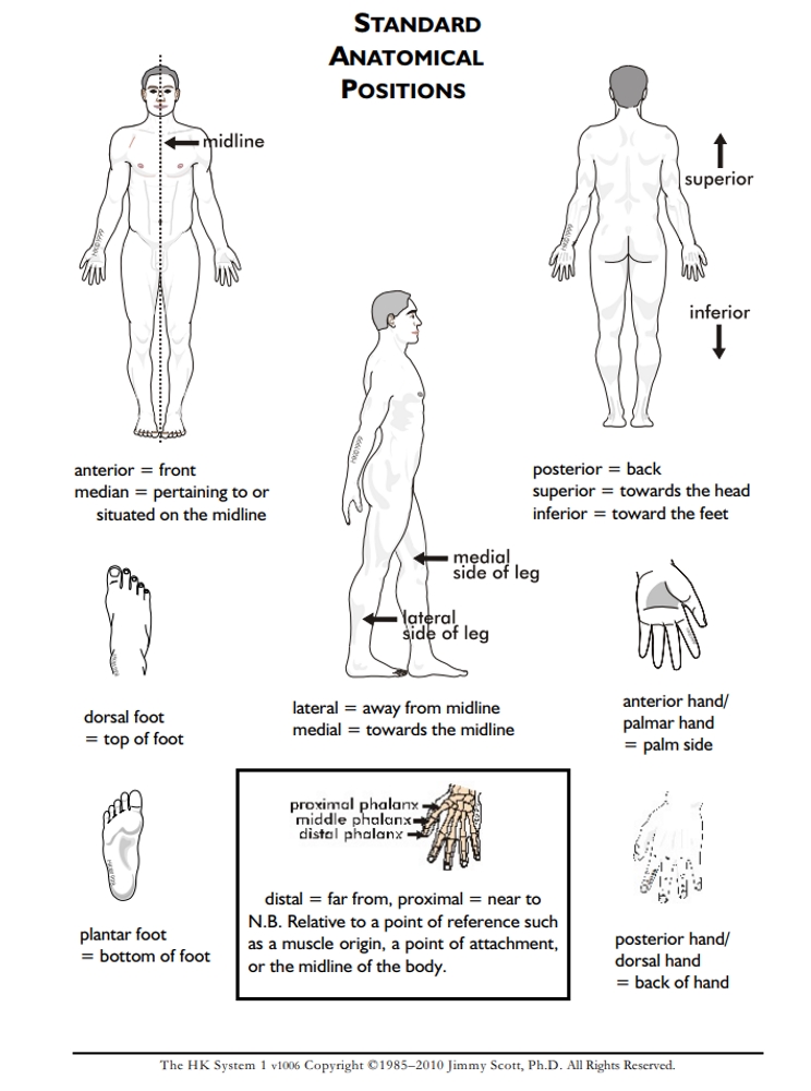 Standard Anatomical Positions